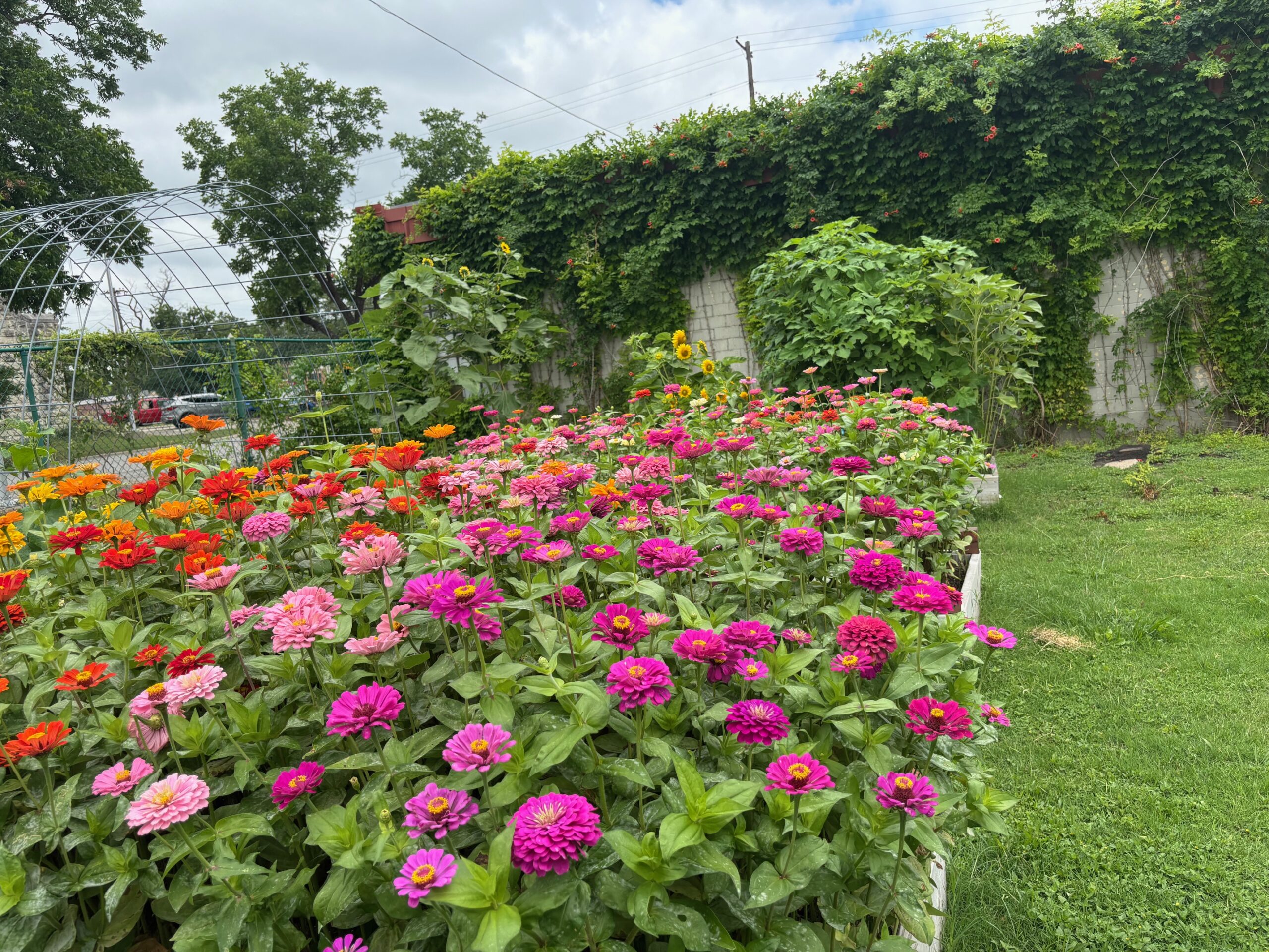Main Street Community Garden